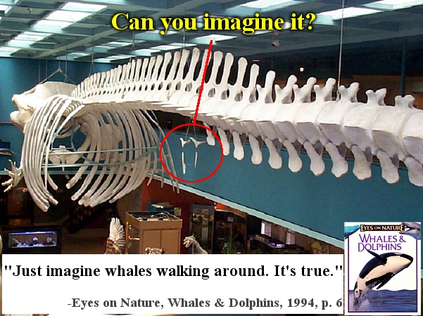 http://www.creationliberty.com/images/basilosaurus05.jpg