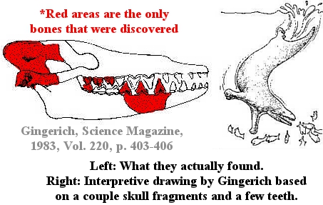 pakicetus02.jpg